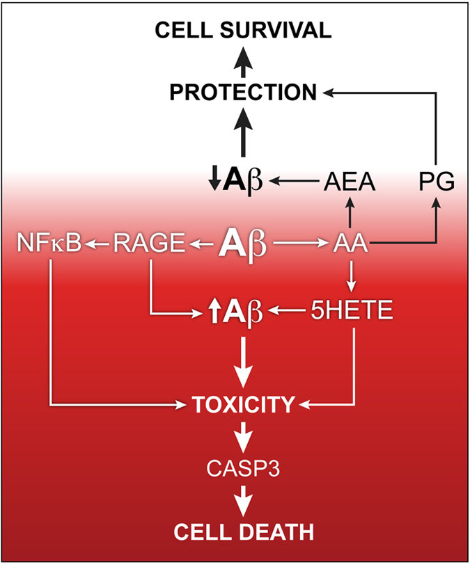 Summary of the multiple pathways that contribute to Aβ-induced nerve cell death. AA, arachidonic acid; CASP3, caspase 3; PG, prostaglandin; AEA, arachidonoyl ethanolamide.