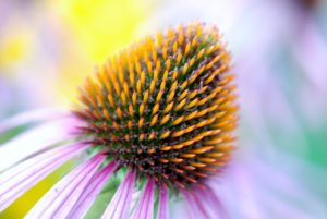 According to DEA's revised rule, Echinacea, a cannabinoid-rich nutritional supplement would meet criteria of Code 7350 in Schedule 1 Controlled Substances 